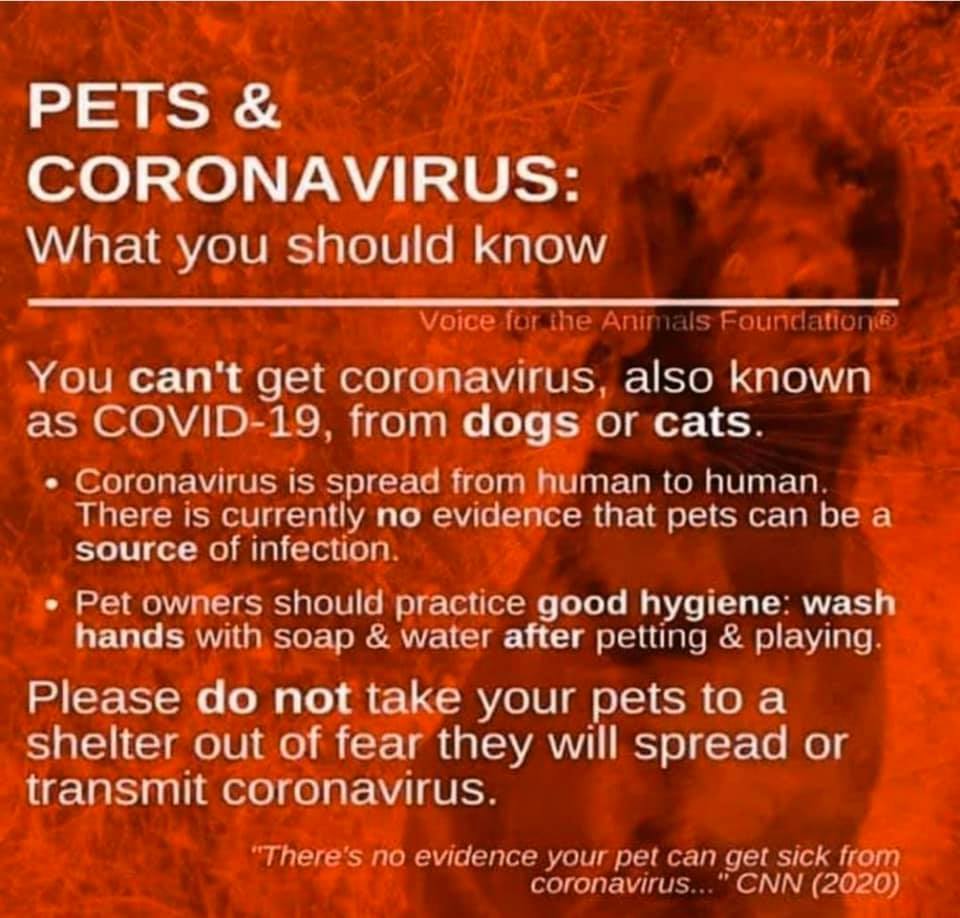 NO evidence that Coronavirus / COVID-19 can be contracted or spread through pets! ??????????
